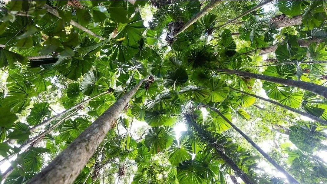Daintree Rainforest Stay Cow Bay